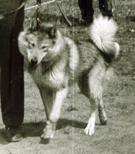 Кучум собака. Кучум собака. Кучум собака фото. Кучум собака. Кучум лайка приобье.